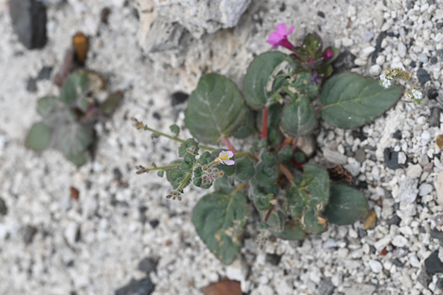 Chylismia heterochroma (Chylismia heterochroma)