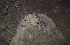 Tarentola annularis annularis