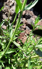 Teucrium glandulosum