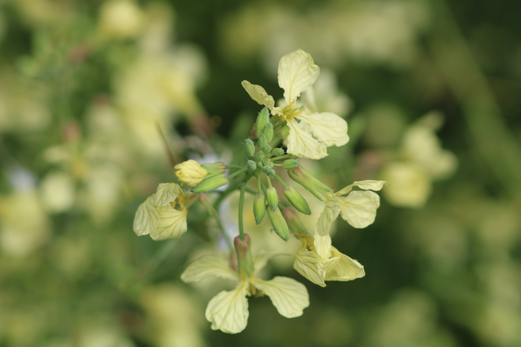 Wild radish from Muddy Hollow Trail, Inverness, CA 94937, USA on May 3 ...