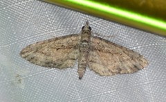 Eupithecia longidens