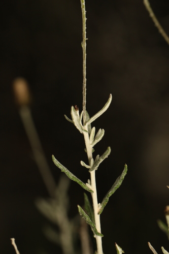 Phagnalon rupestre, photograph 6