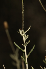 Phagnalon rupestre, photograph (c) Chaym Turak, some rights reserved (CC BY-SA)