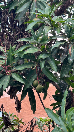 Indian mango