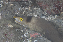Beautyface Moray photo 1