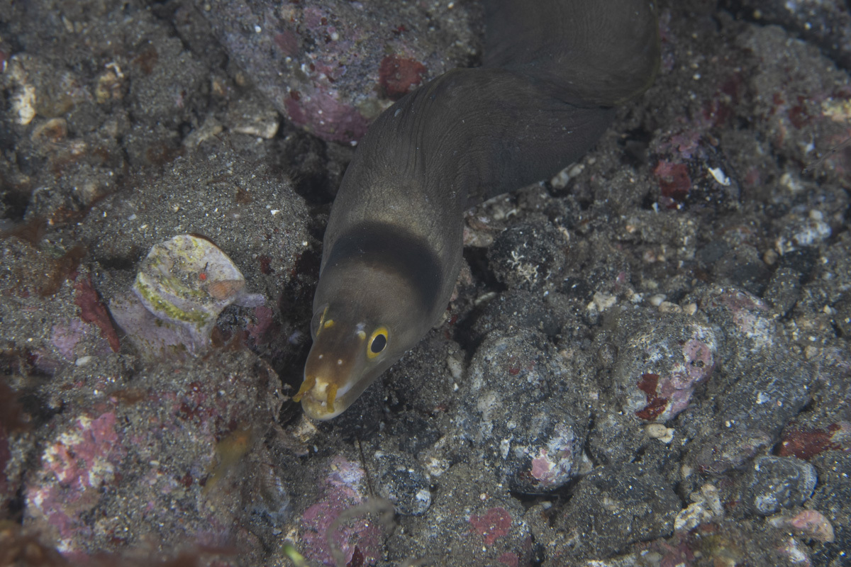 Beautyface Moray photo 3