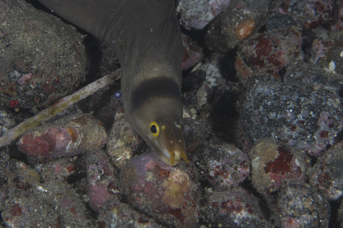 Beautyface Moray photo 4