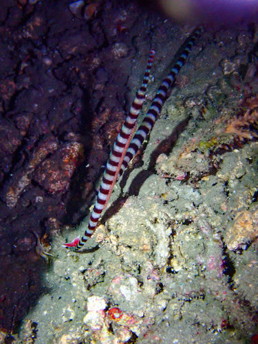 Dunckerocampus dactyliophorus