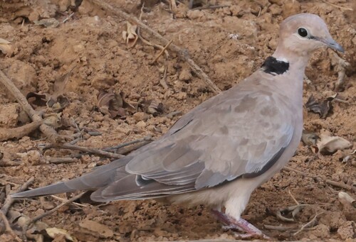 iNaturalist image