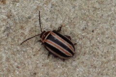Kuschelina miniata
