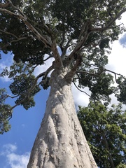 Dipterocarpus