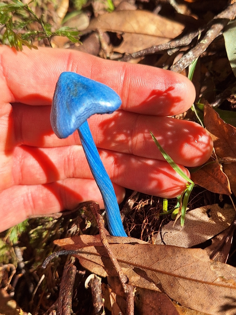 Entoloma hochstetteri · May 2026 · photo: © oscar_dove (iNaturalist, cc-by)
