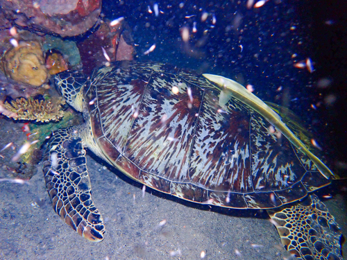 Chelonia mydas