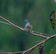 Myioborus brunniceps