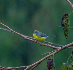 Myioborus brunniceps