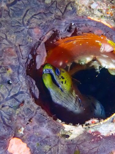 Gymnothorax fimbriatus