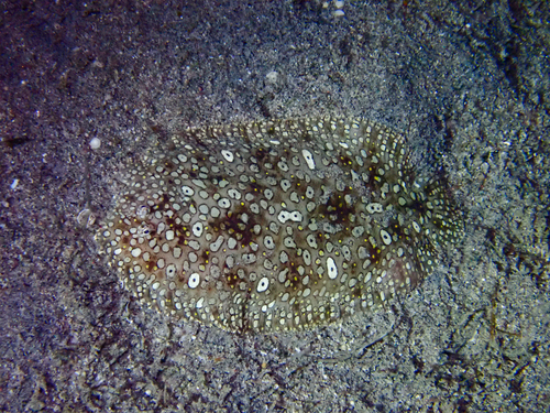 Pardachirus pavoninus
