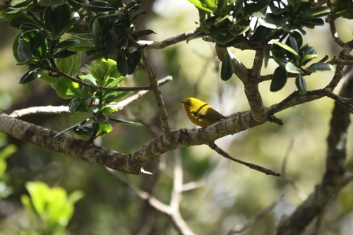 Anianiau (Magumma parva), photo 1