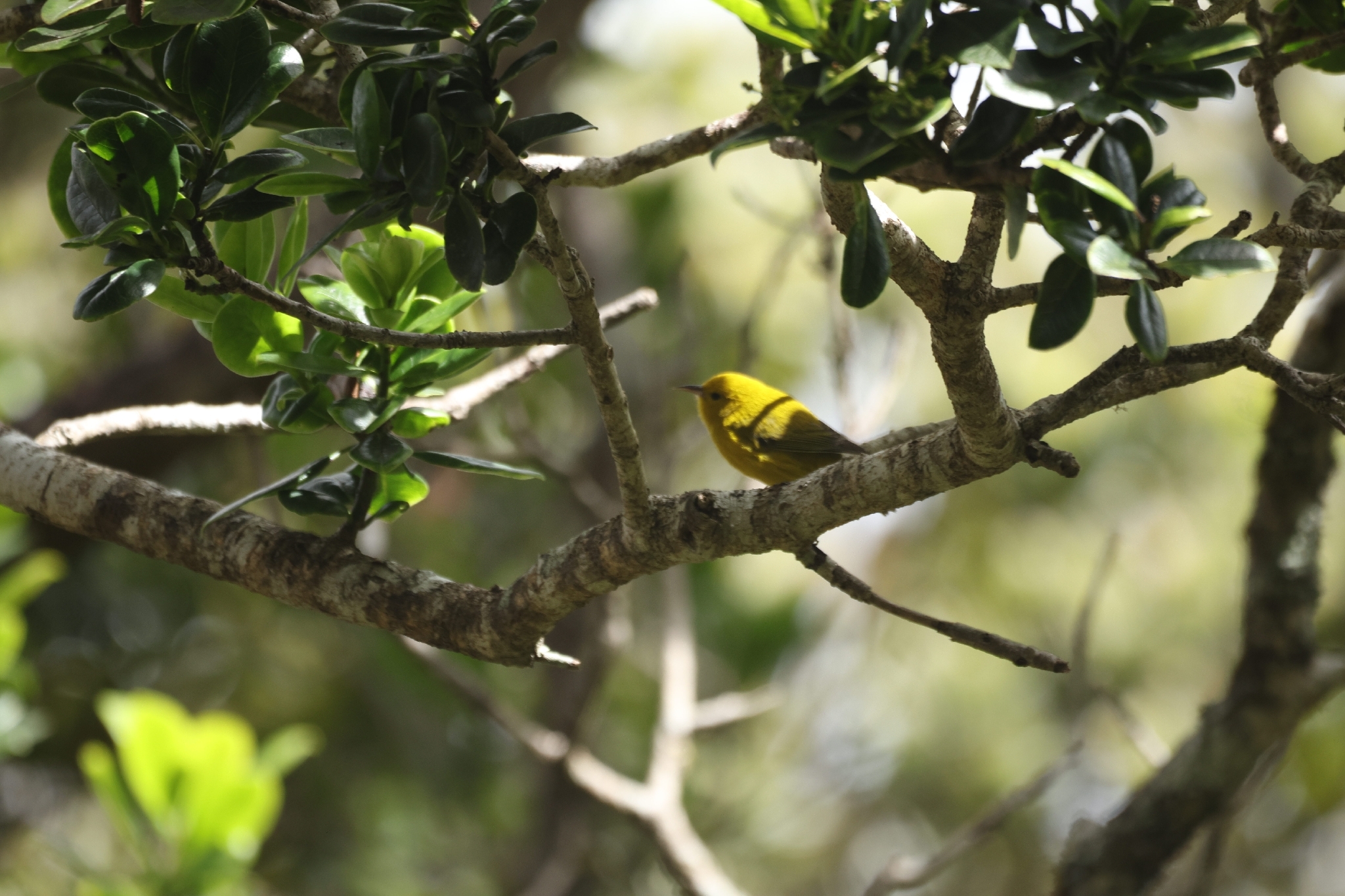 Anianiau (Magumma parva), photo 1