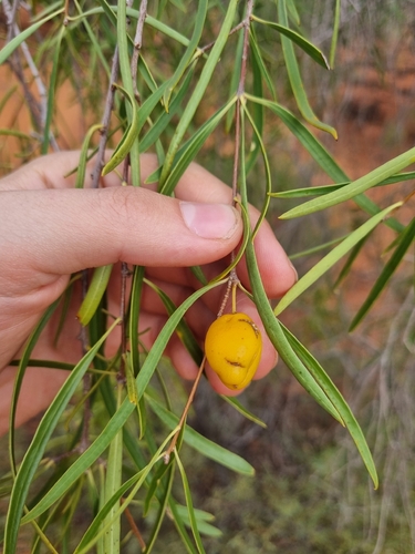 Native apricot