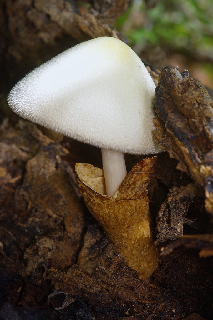 Volvariella bombycina · May 2026 · photo: © pufferchung (iNaturalist, cc-by)