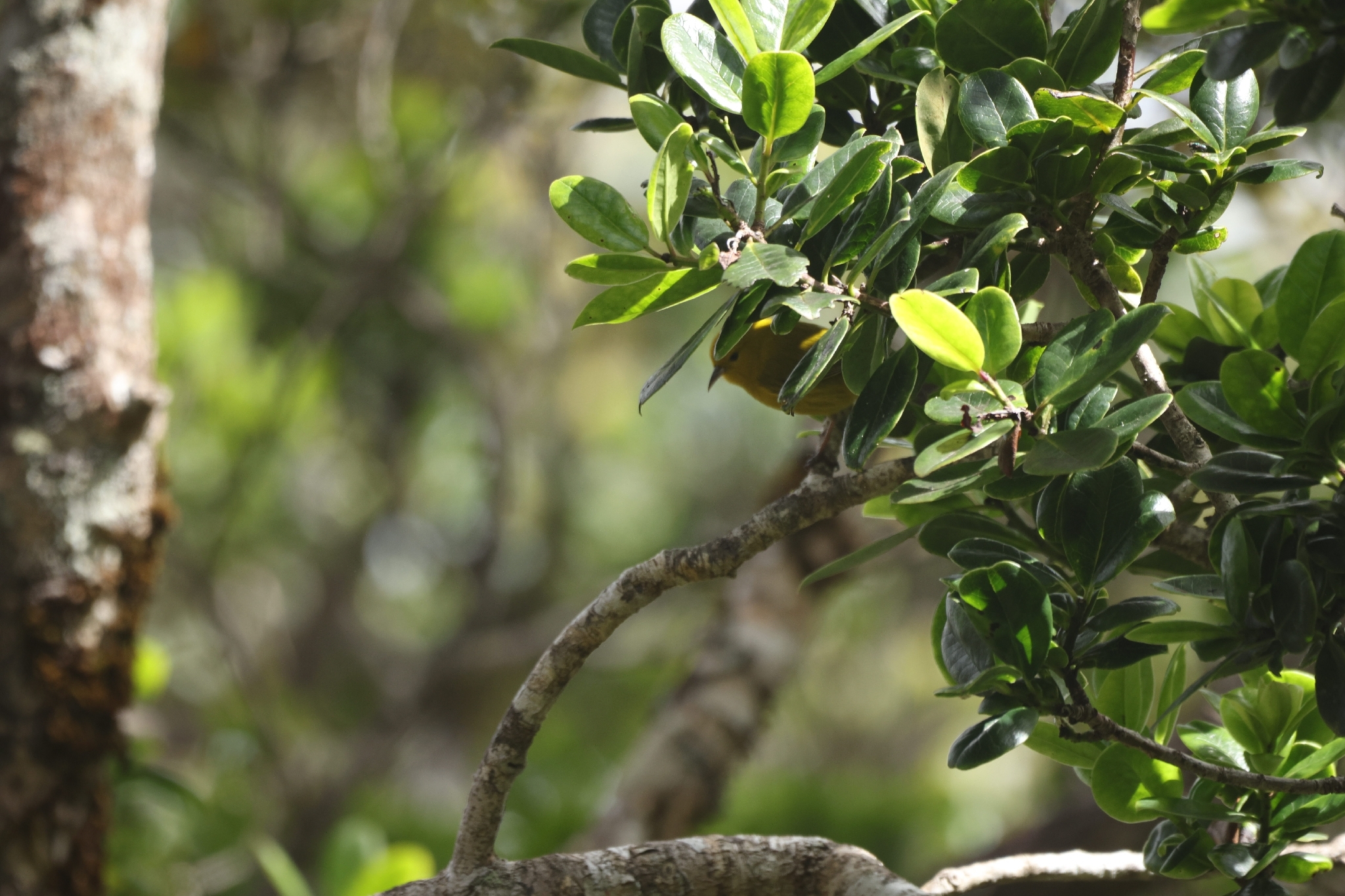 Anianiau (Magumma parva), photo 2