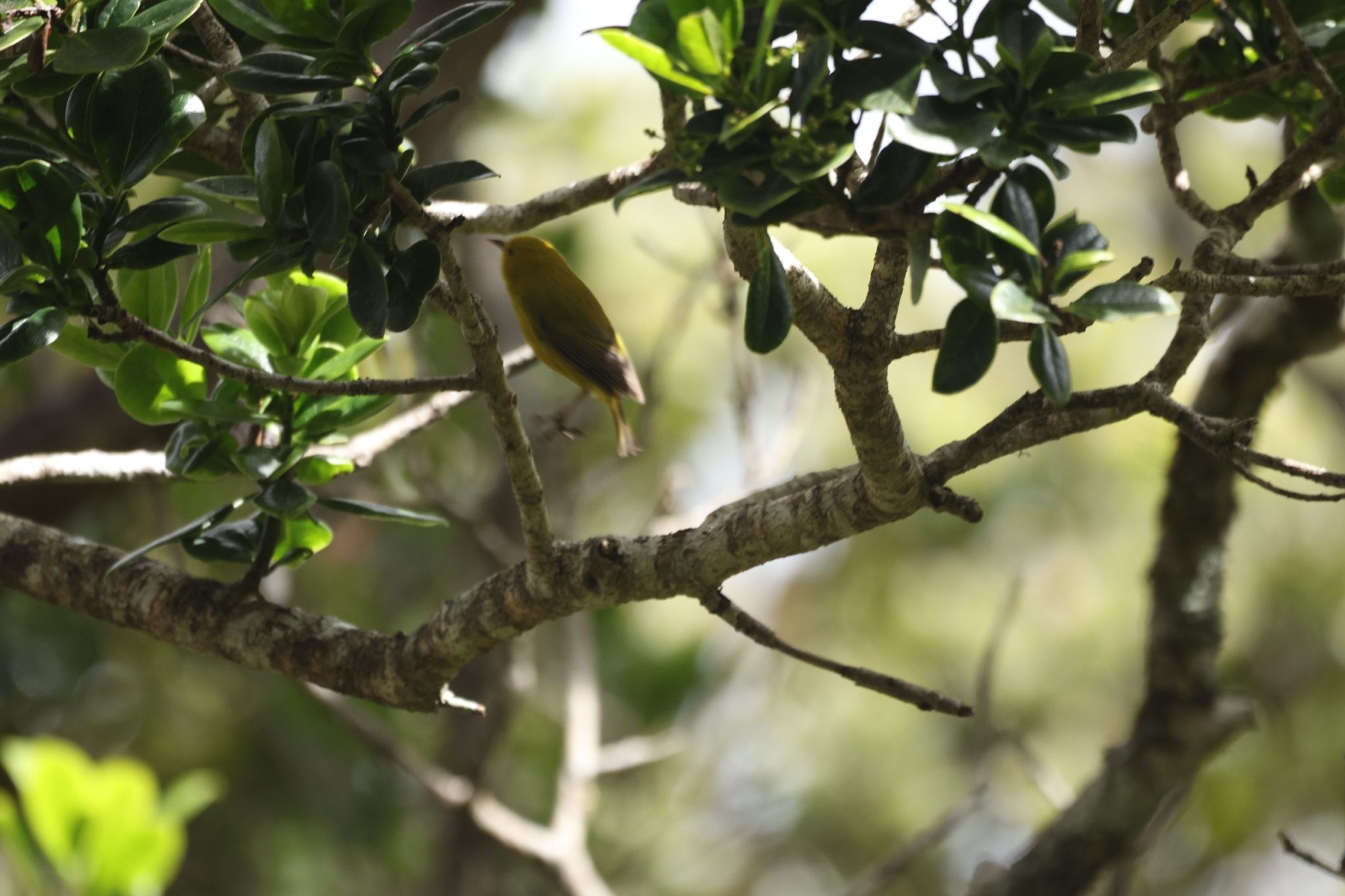 Anianiau (Magumma parva), photo 8