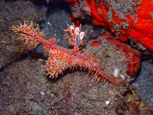 Solenostomus paradoxus