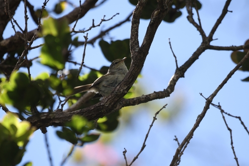 Horornis diphone, 2026-05-05