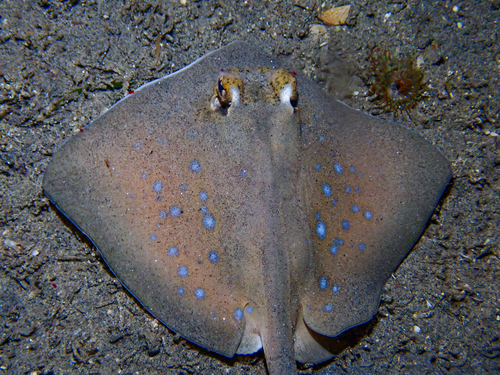 Neotrygon orientale
