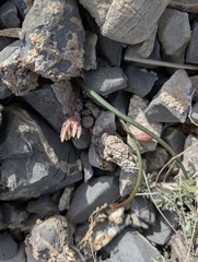 Allium atrorubens, photograph (c) Trevor Van Loon, some rights reserved (CC BY)
