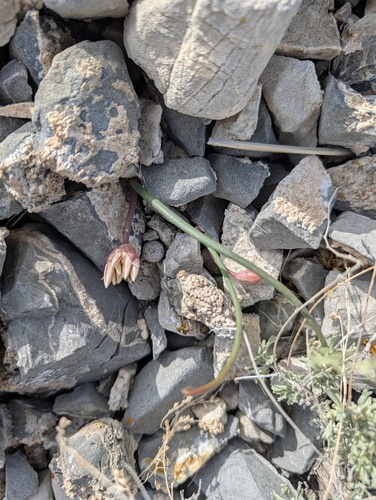 Allium atrorubens, photograph 4