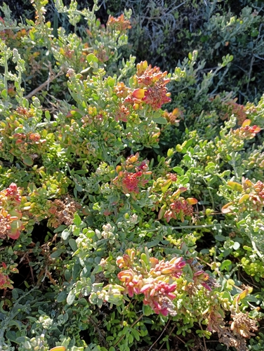 Exomis microphylla