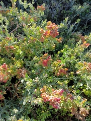 Exomis microphylla, photograph (c) Stephen Smuts, some rights reserved (CC BY-SA)