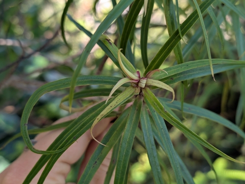 Myrsine linearifolia observed 2026-05-05