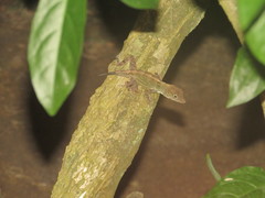 Anolis hispaniolae