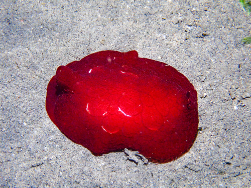 Pleurobranchus forskalii