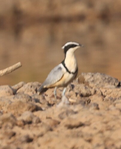 Egyptian Plover