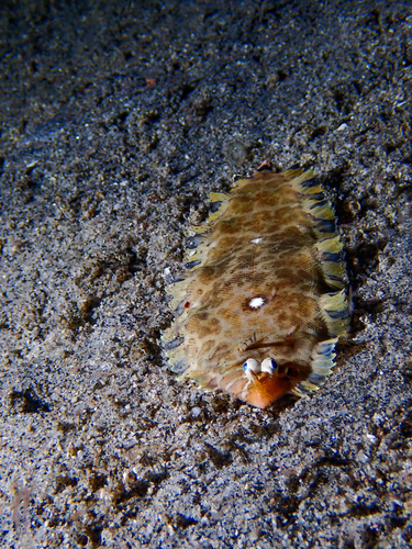 Soleichthys heterorhinos