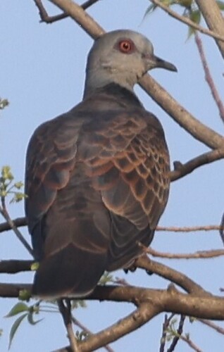 Adamawa Turtle-Dove