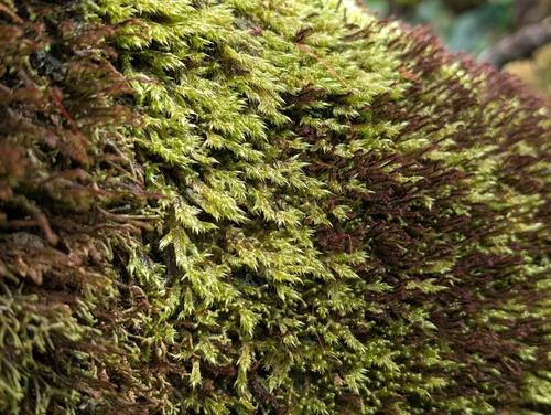 Acroporium fuscoflavum observed 2026-05-05