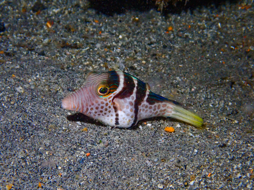 Canthigaster valentini
