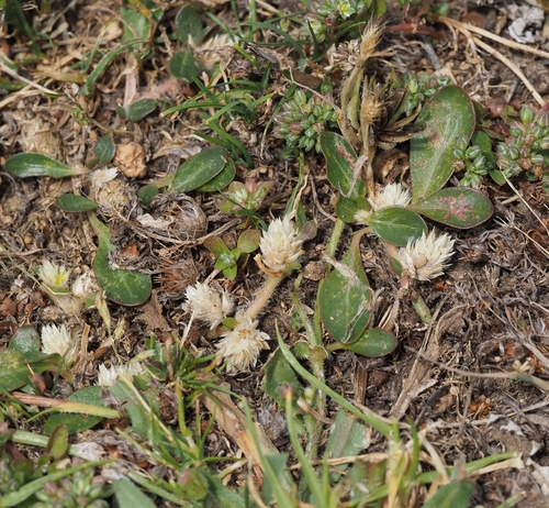 Washerwoman (Alternanthera caracasana)
