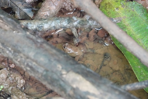 Occidozyga sumatrana, 2026-04-24