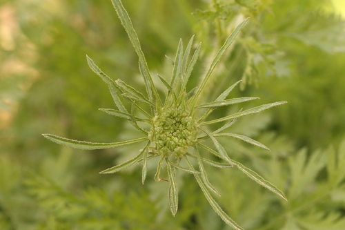 Visnaga daucoides, photograph 5