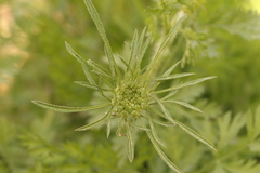 Visnaga daucoides, photograph (c) Chaym Turak, some rights reserved (CC BY-SA)