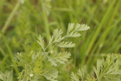 Visnaga daucoides, photograph 6
