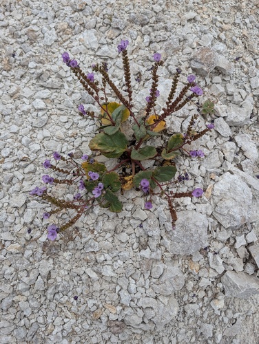 Phacelia calthifolia, photograph 3