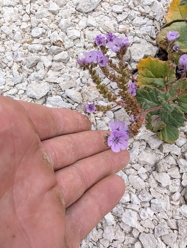 Phacelia calthifolia, photograph 4