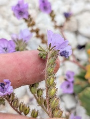 Phacelia calthifolia, photograph (c) Trevor Van Loon, some rights reserved (CC BY)